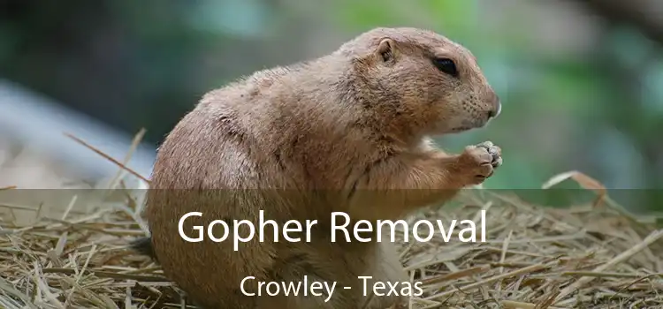 Gopher Removal Crowley - Texas