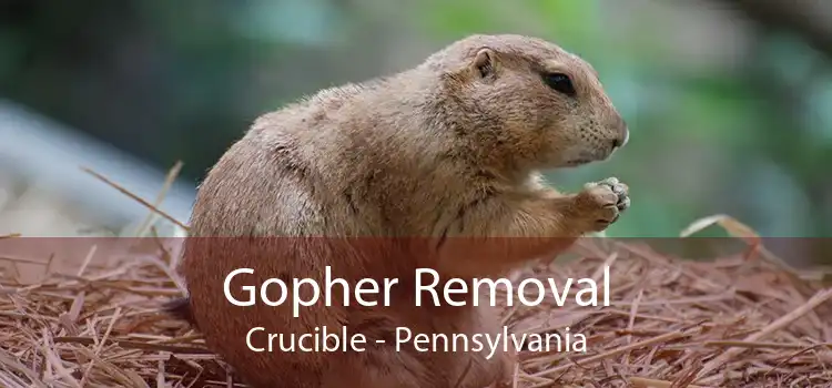 Gopher Removal Crucible - Pennsylvania