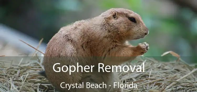 Gopher Removal Crystal Beach - Florida