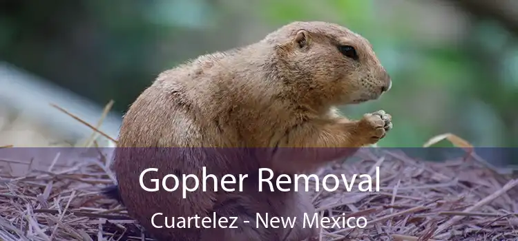 Gopher Removal Cuartelez - New Mexico