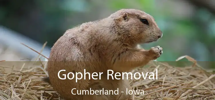 Gopher Removal Cumberland - Iowa