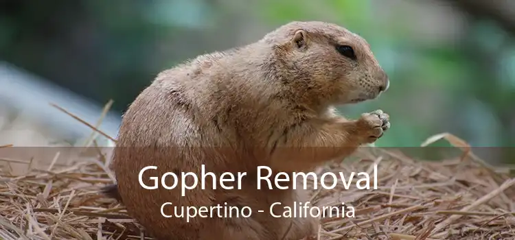 Gopher Removal Cupertino - California