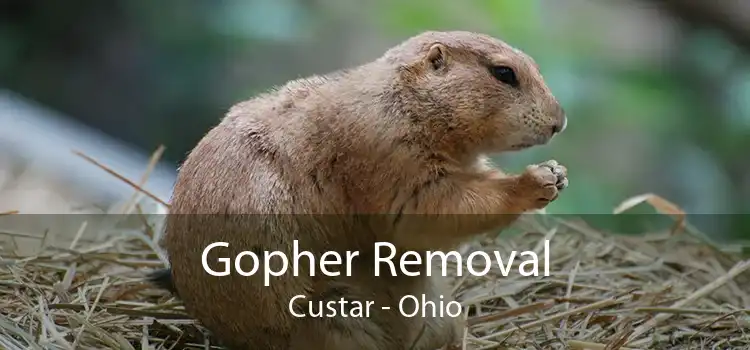 Gopher Removal Custar - Ohio