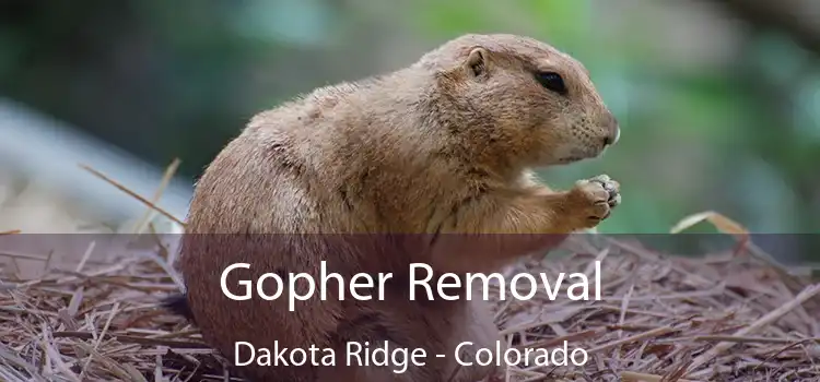 Gopher Removal Dakota Ridge - Colorado