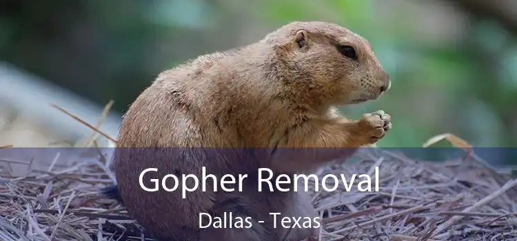 Gopher Removal Dallas - Texas