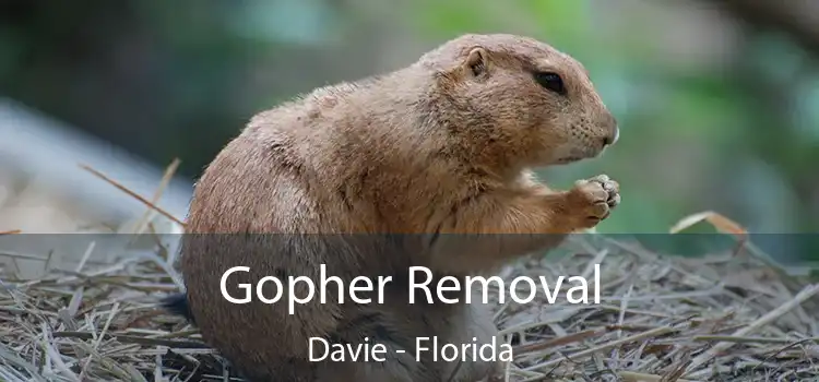 Gopher Removal Davie - Florida