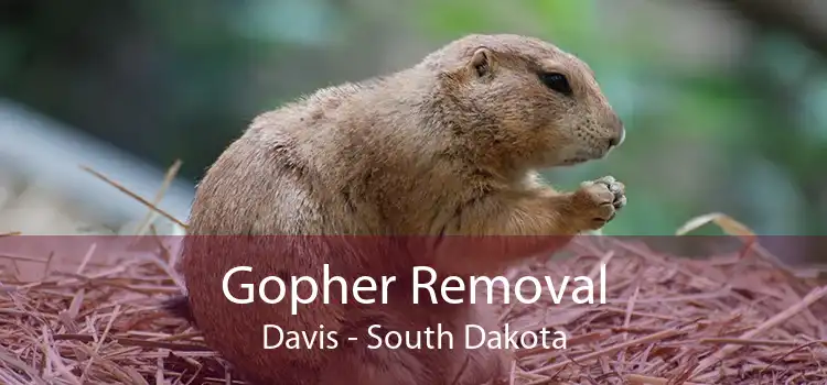 Gopher Removal Davis - South Dakota