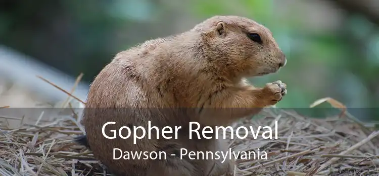 Gopher Removal Dawson - Pennsylvania