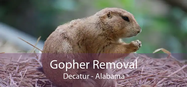 Gopher Removal Decatur - Alabama