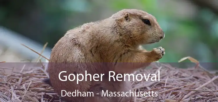 Gopher Removal Dedham - Massachusetts