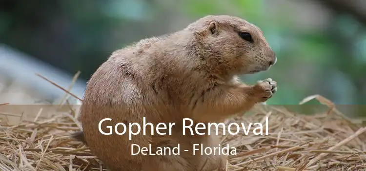 Gopher Removal DeLand - Florida
