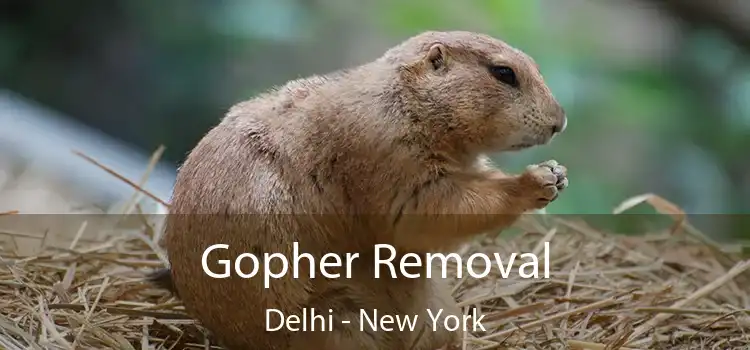 Gopher Removal Delhi - New York