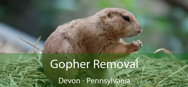 Gopher Removal Devon - Pennsylvania