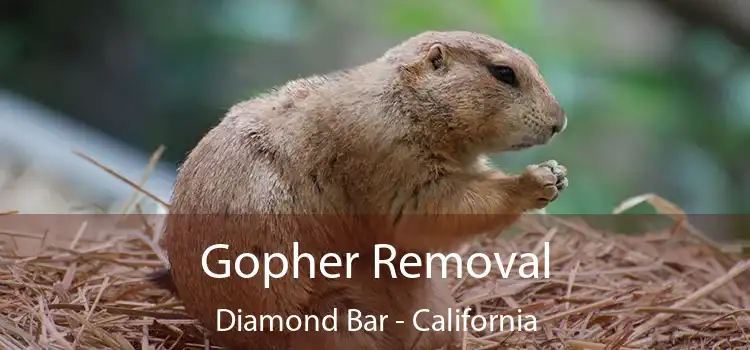 Gopher Removal Diamond Bar - California