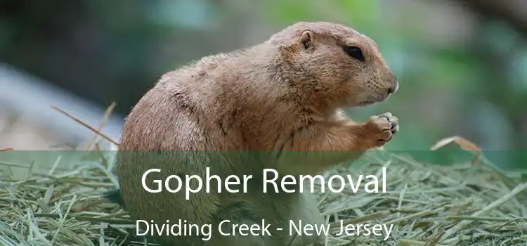 Gopher Removal Dividing Creek - New Jersey