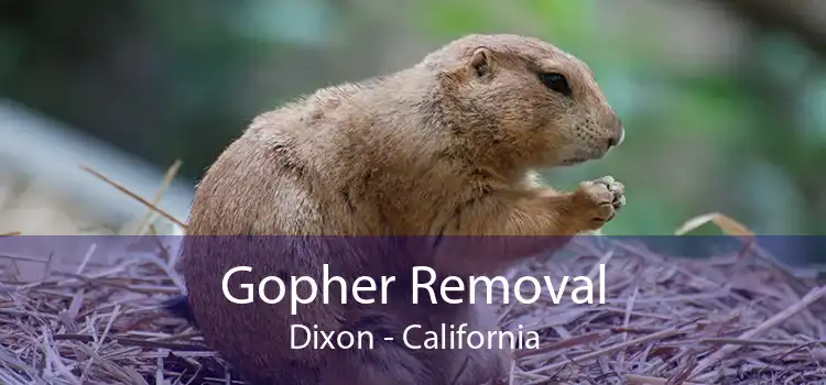 Gopher Removal Dixon - California