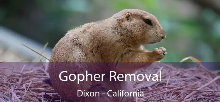 Gopher Removal Dixon - California