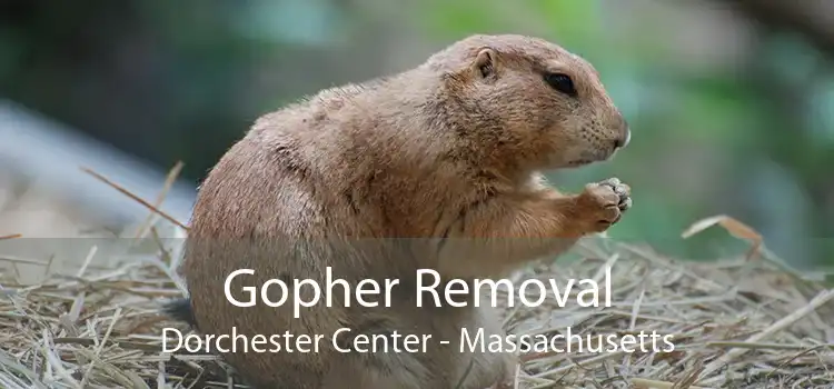 Gopher Removal Dorchester Center - Massachusetts