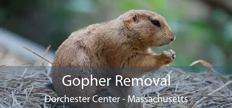 Gopher Removal Dorchester Center - Massachusetts