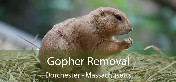 Gopher Removal Dorchester - Massachusetts