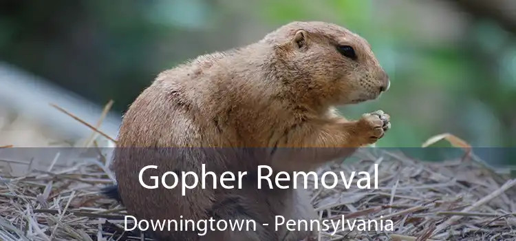 Gopher Removal Downingtown - Pennsylvania
