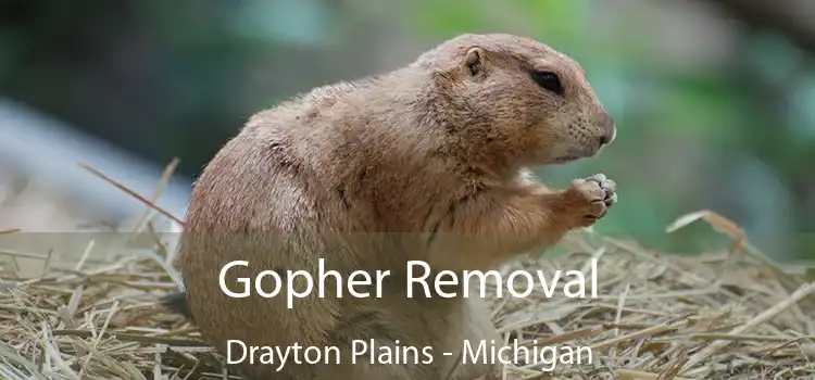 Gopher Removal Drayton Plains - Michigan