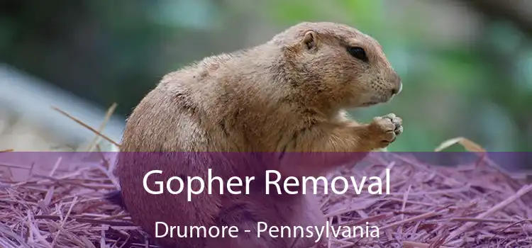 Gopher Removal Drumore - Pennsylvania