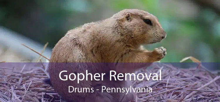 Gopher Removal Drums - Pennsylvania