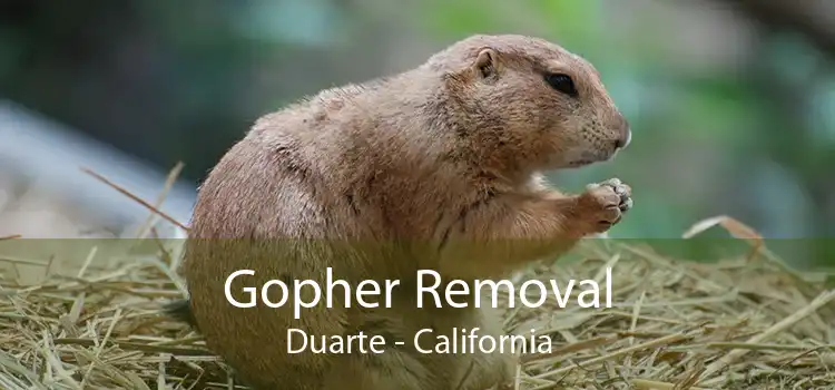 Gopher Removal Duarte - California