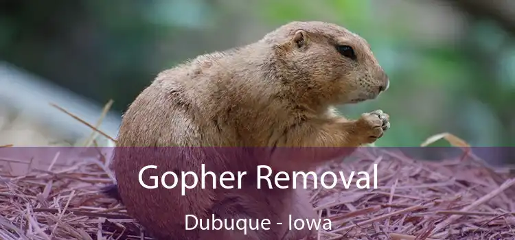 Gopher Removal Dubuque - Iowa