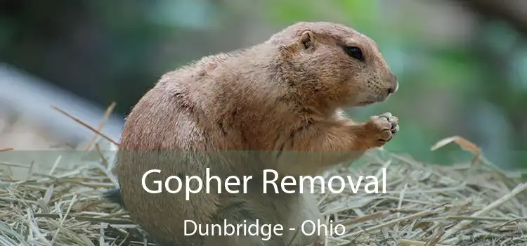 Gopher Removal Dunbridge - Ohio