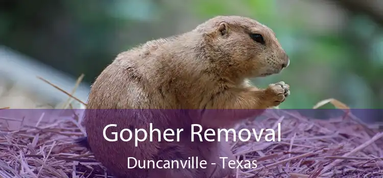 Gopher Removal Duncanville - Texas