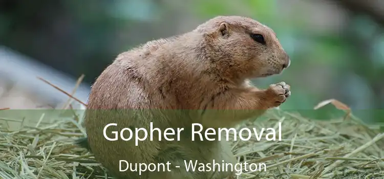 Gopher Removal Dupont - Washington
