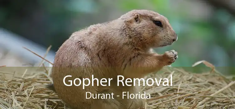 Gopher Removal Durant - Florida
