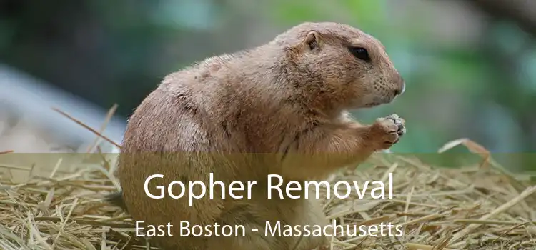 Gopher Removal East Boston - Massachusetts