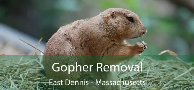 Gopher Removal East Dennis - Massachusetts