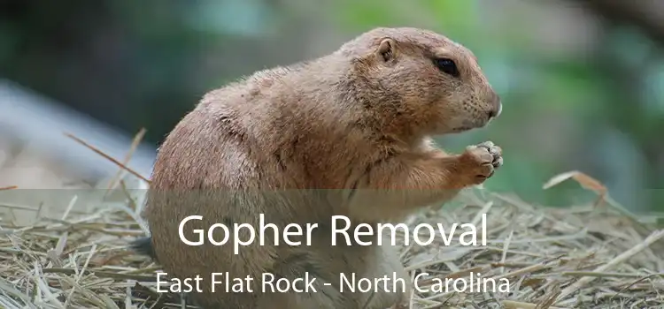 Gopher Removal East Flat Rock - North Carolina