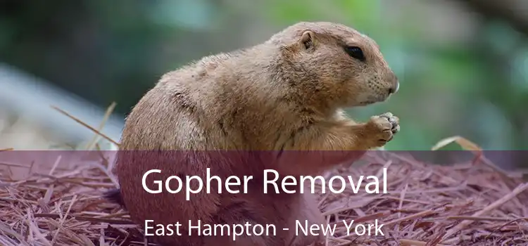 Gopher Removal East Hampton - New York