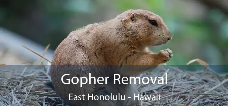 Gopher Removal East Honolulu - Hawaii
