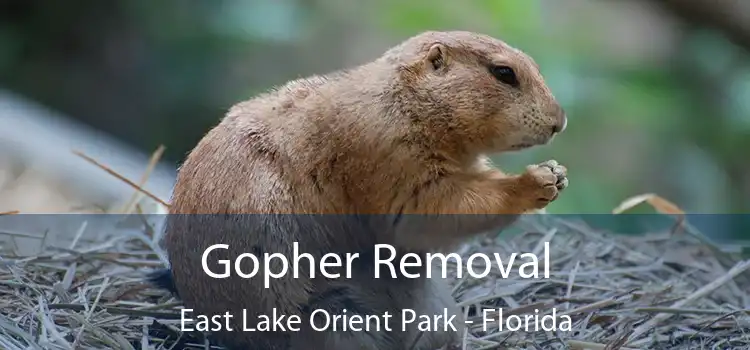 Gopher Removal East Lake Orient Park - Florida