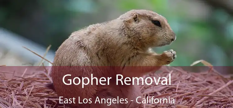 Gopher Removal East Los Angeles - California