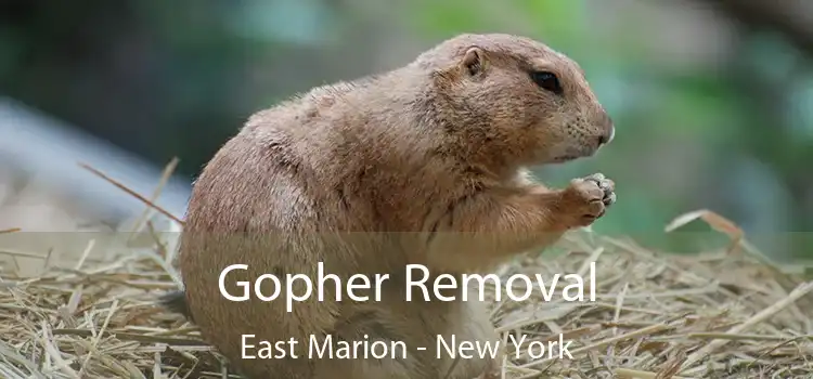 Gopher Removal East Marion - New York