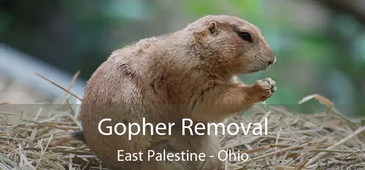 Gopher Removal East Palestine - Ohio