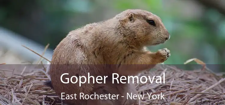 Gopher Removal East Rochester - New York