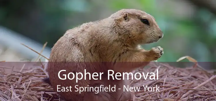 Gopher Removal East Springfield - New York