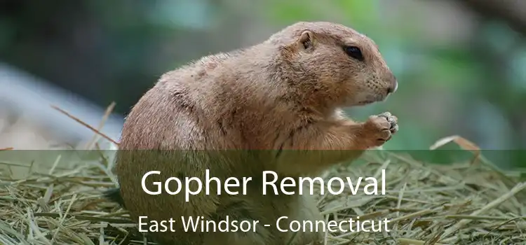 Gopher Removal East Windsor - Connecticut