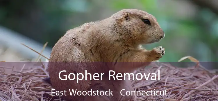 Gopher Removal East Woodstock - Connecticut