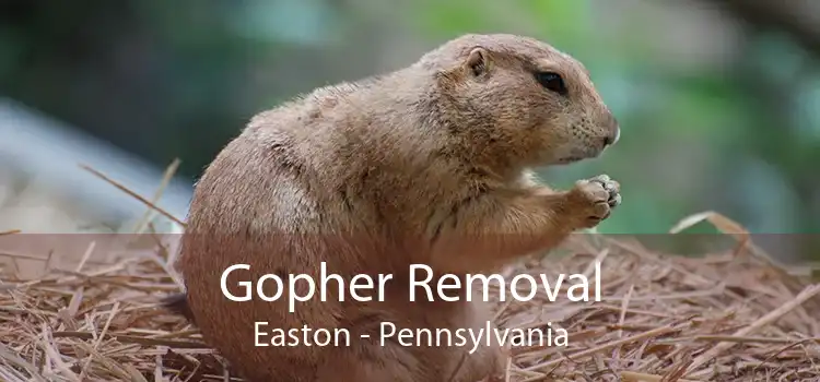 Gopher Removal Easton - Pennsylvania