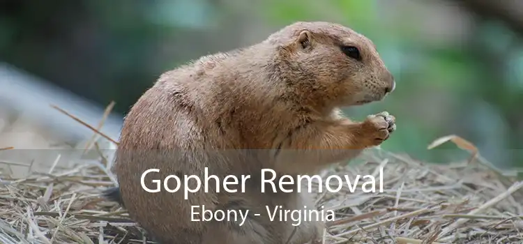 Gopher Removal Ebony - Virginia