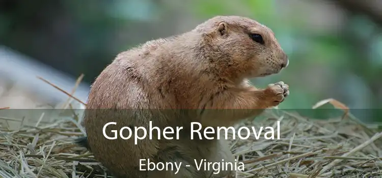 Gopher Removal Ebony - Virginia